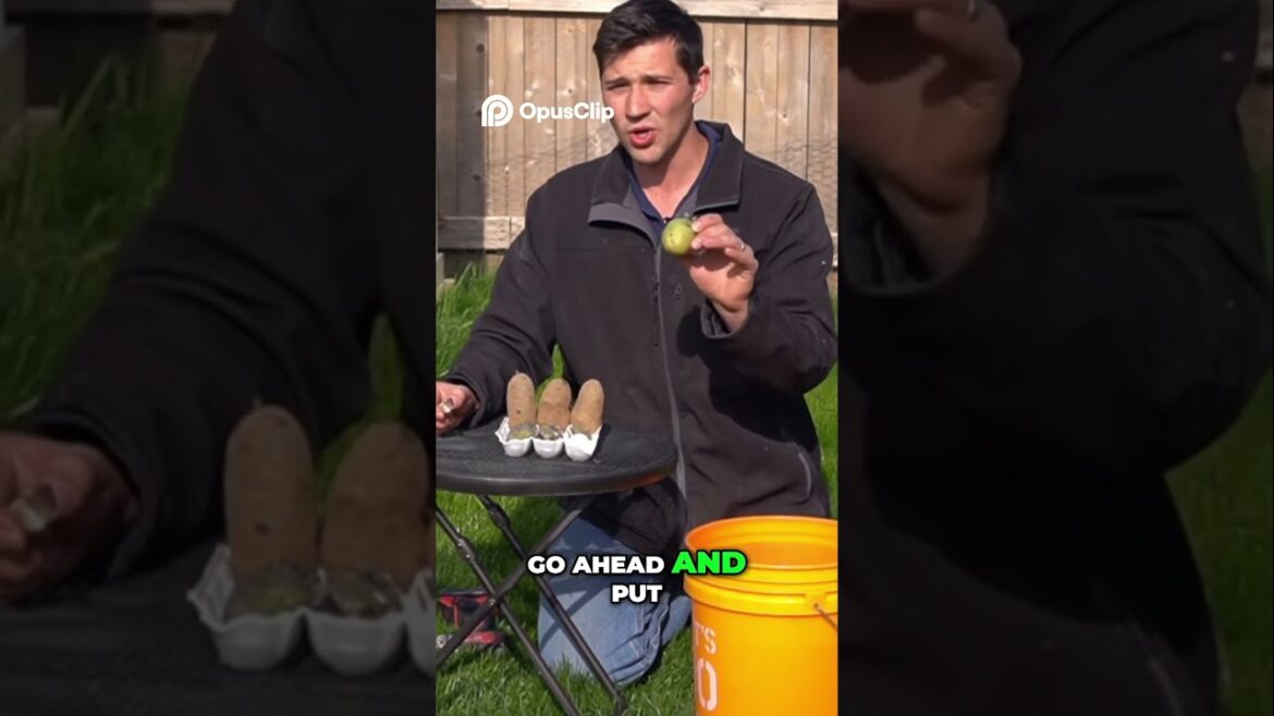 Chit Your Potatoes before Growing in a Bucket! #growingpotatoes