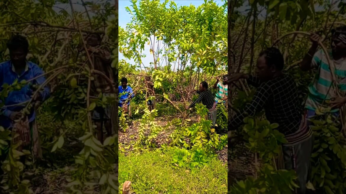 Why Smart Farmers Bend Guava Branches: The Secret to More Flowers & Fruits #shorts