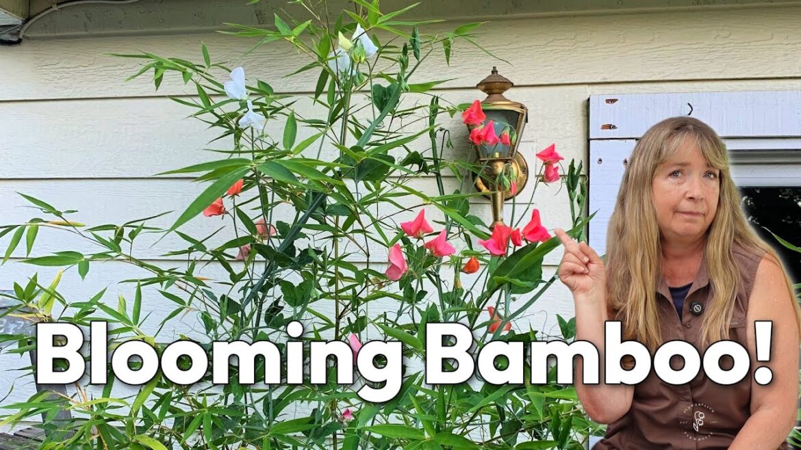 Sweet Peas and Bamboo Container Garden Combination! Sweet Peas and Bamboo Container Garden Combination!