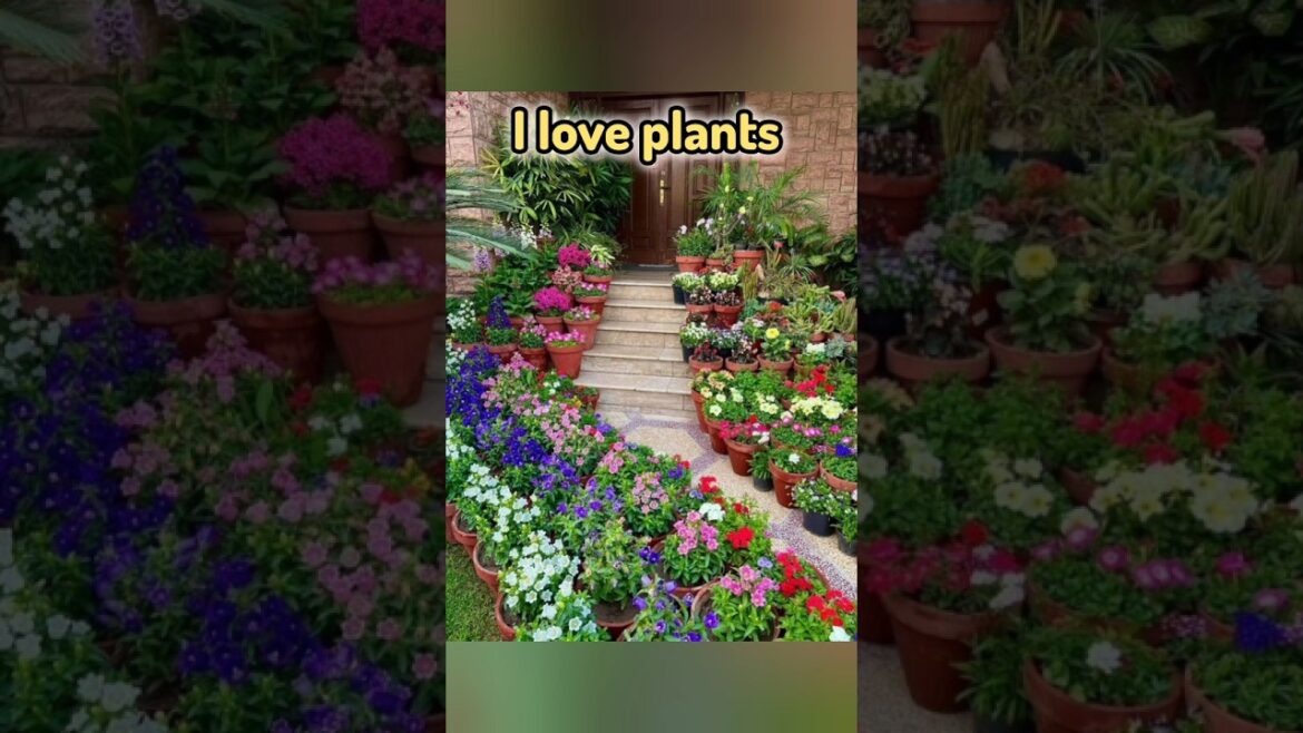 beautiful flowers#garden#beautiful#viral short#I love plants#flowers#gardening#rose#love