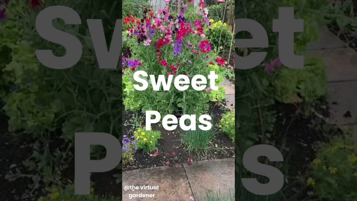 impatient gardener ? here 5 quick-growing flowers for spring & summer | shorts |