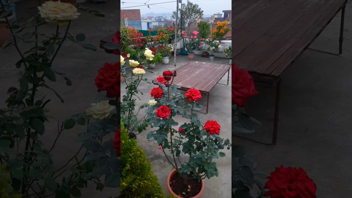 Terrace garden overview Rose bougainvillea all over plants #rose #garden #flowers #nature