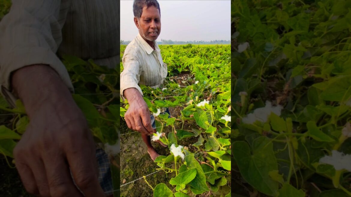Dawn Pollination = 2X More Pointed Gourds (परवल की अधिक उपज का राज: सुबह की परागण) #shorts Dawn Pollination = 2X More Pointed Gourds (परवल की अधिक उपज का राज: सुबह की परागण) #shorts