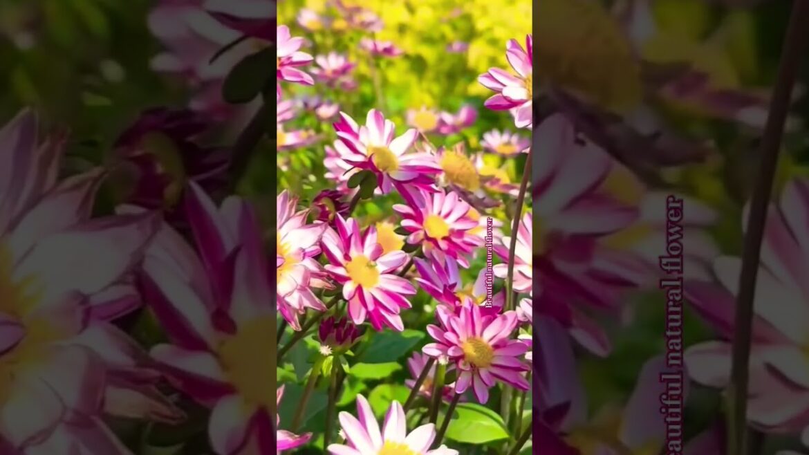 amazing flowers #beautifulflowers #nature #flowertypes #flowergarden #flowers #gardendesign #garden