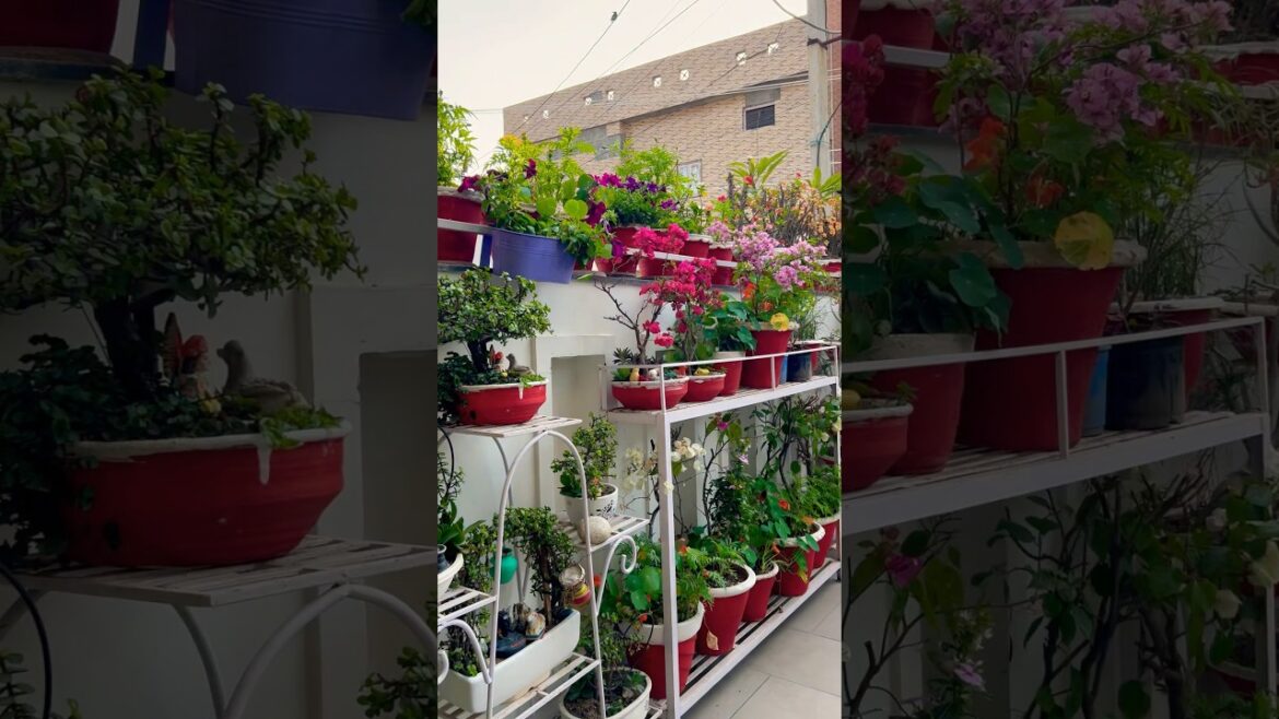 Flower arrangement for home garden #gardening #garden #plants #flowers #shorts #youtubeshorts