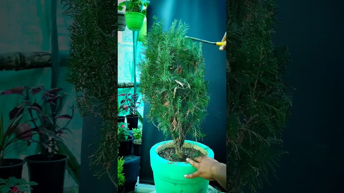 Tips For Morpankhi Plant | How To Care Thuja #shorts #morpankhi #gardening #thuja #shamphygarden