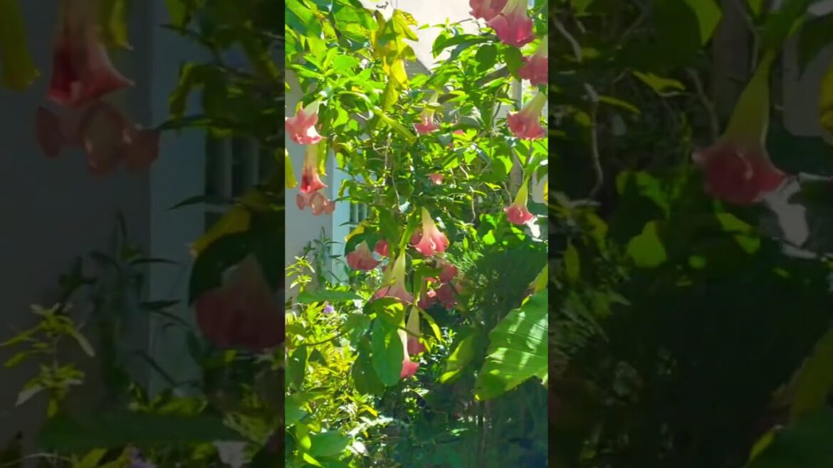 #flowers #gardenplants #mybackyardgarden #gardentrees #nature #gardening