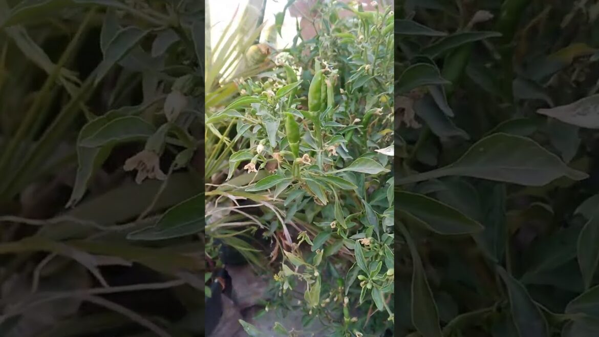 How to grow mirchi #green chilli plant at home #growing #vegetablegardening #ediblegardening How to grow mirchi #green chilli plant at home #growing #vegetablegardening #ediblegardening