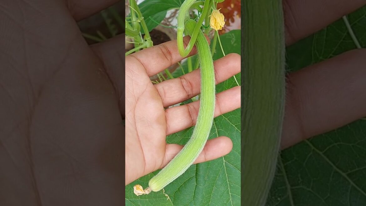 Chaat Per Gamle me Kakri ugaai 🌱 100% ORGANIC 🤩 #vegetables #vegetablegardening #organicgardening