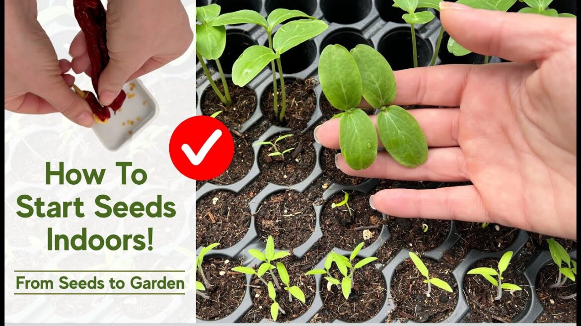 How to Start Seeds Indoors 🌱 Essential Tips for Growing a Vegetable Garden from Seeds!