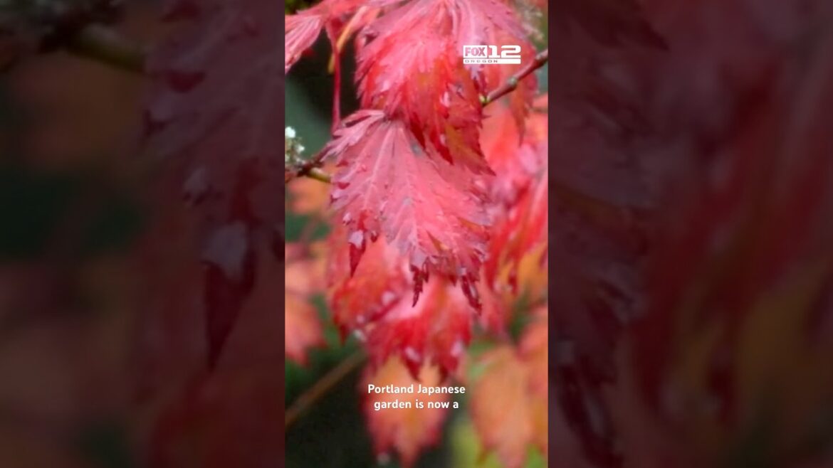 Officials at the Portland Japanese Garden said visitors will see peak fall colors this week.