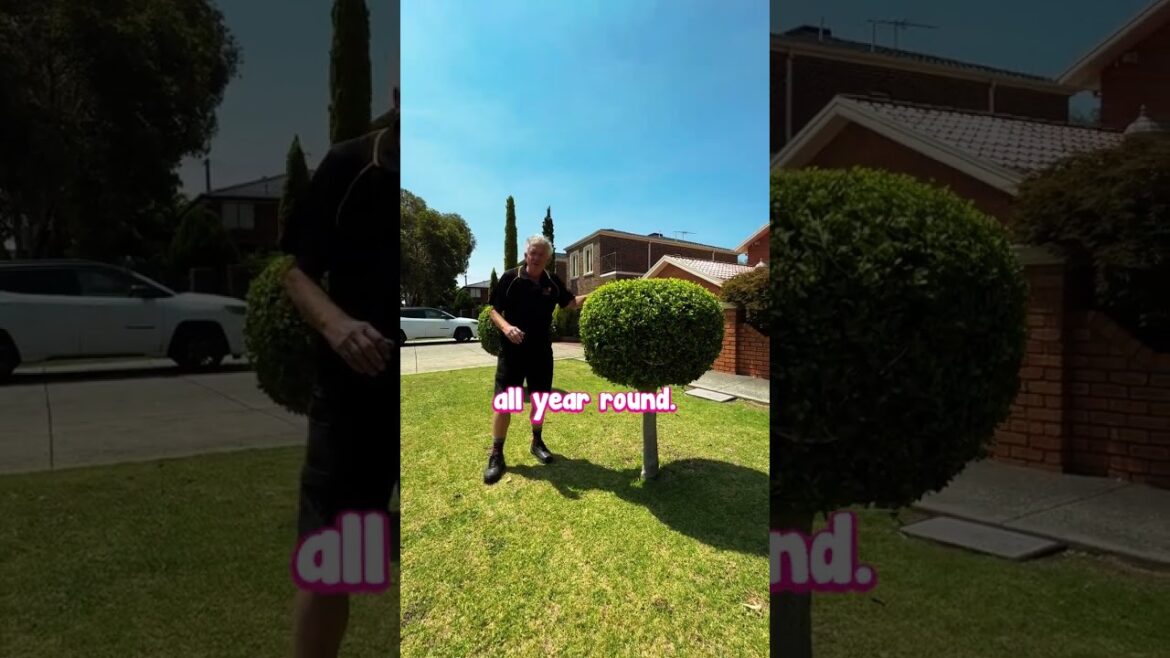 The Perfect Small Classy Feature For the Garden. 🌳