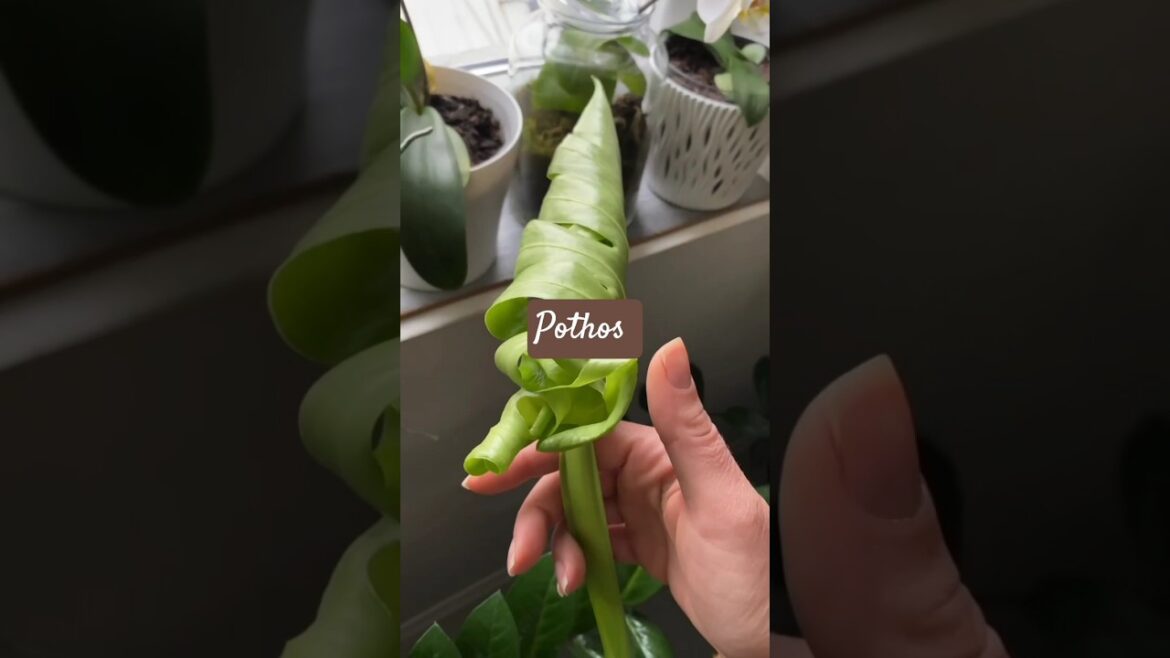 **🌿 Monstera deliciosa – The Ultimate Guide to the Swiss Cheese Plant!**  #monsteradeliciosaking