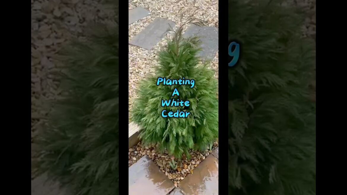 Is This the Best Tree for Your Homestead?