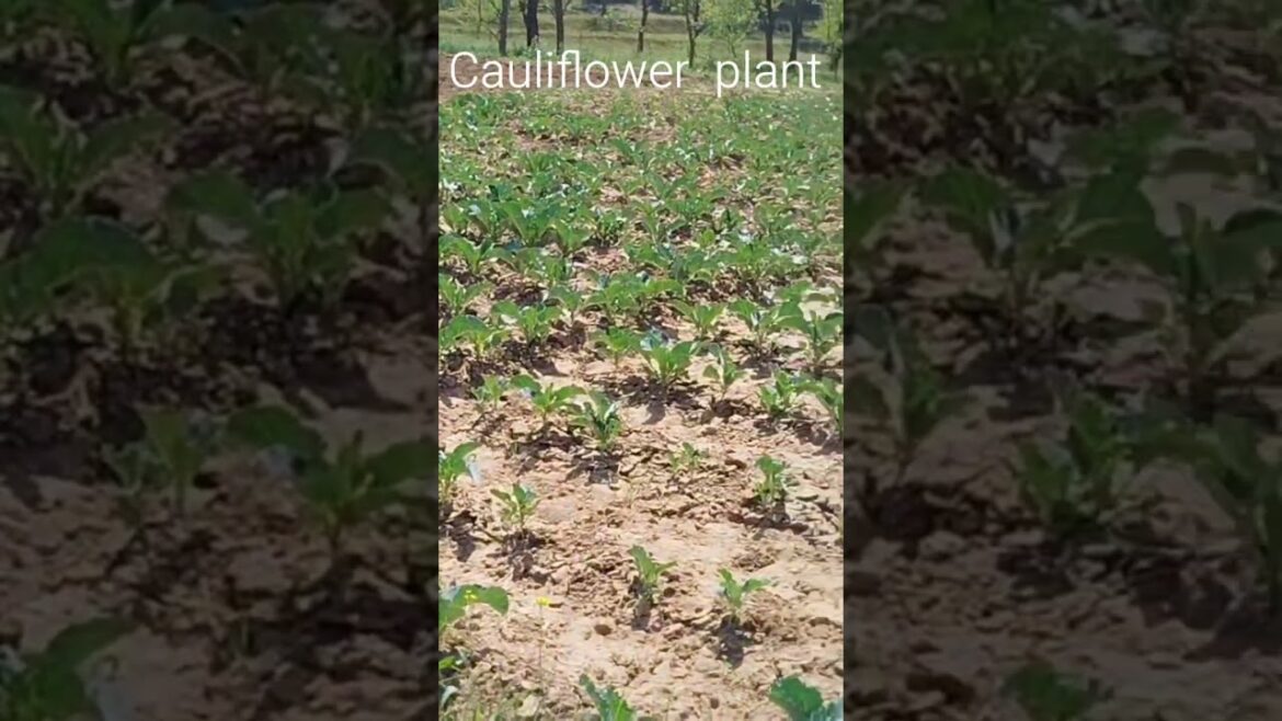 #fruit #farming #vegetables #gardening #garden #fruit #farming #vegetables #gardening #garden