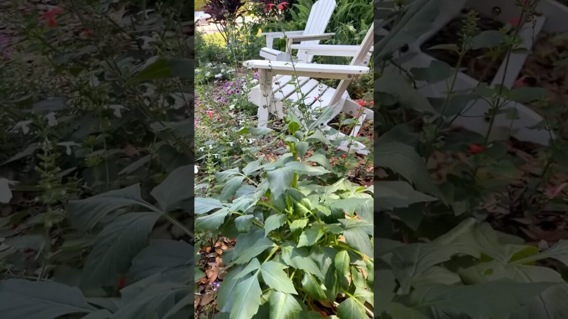 Dahlia Plant UPDATE: Beautiful Blooms Are Just Days Away! #gardening #dahlia #shorts Dahlia Plant UPDATE: Beautiful Blooms Are Just Days Away! #gardening #dahlia #shorts