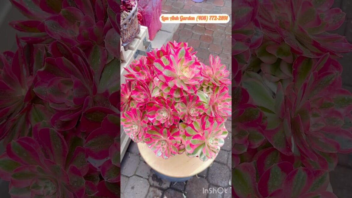 Aeonium Pink Lady #aeonium #succulent #garden #design #ideas