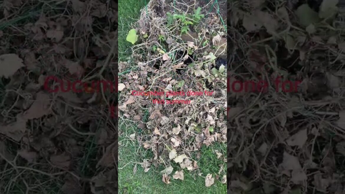 Catch up fresh cucumbers #garden #gardenfresh #cuttinggarden #vegetablegardening #texasgrown #shorts Catch up fresh cucumbers #garden #gardenfresh #cuttinggarden #vegetablegardening #texasgrown #shorts