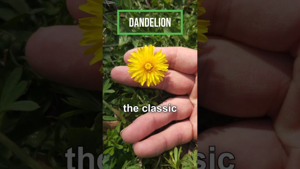 3 MUST-GROW Edible Plants for Every Garden!