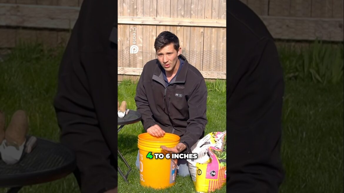Mounding Soil Layers when Growing Potatoes! 5-Gallon Bucket GROW! #growingpotatoes