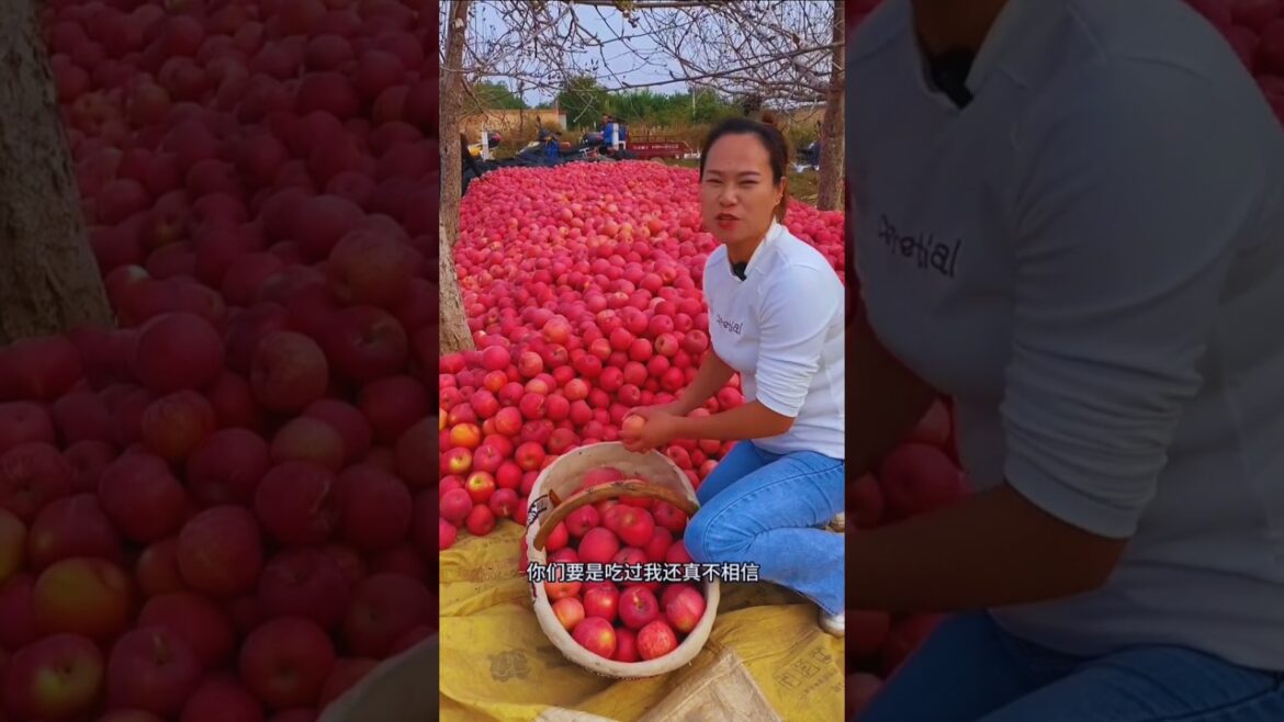 Enjoy this wonderful and tasty fruits from nature 🍎🍈🍊🍏 #shorts #fruit #nature #garden