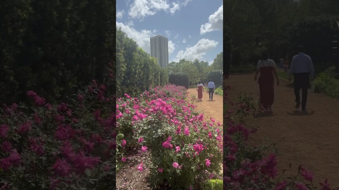 They are preparing for full bloom #flowers #floral #garden #love #shorts #ytshorts #trending #me