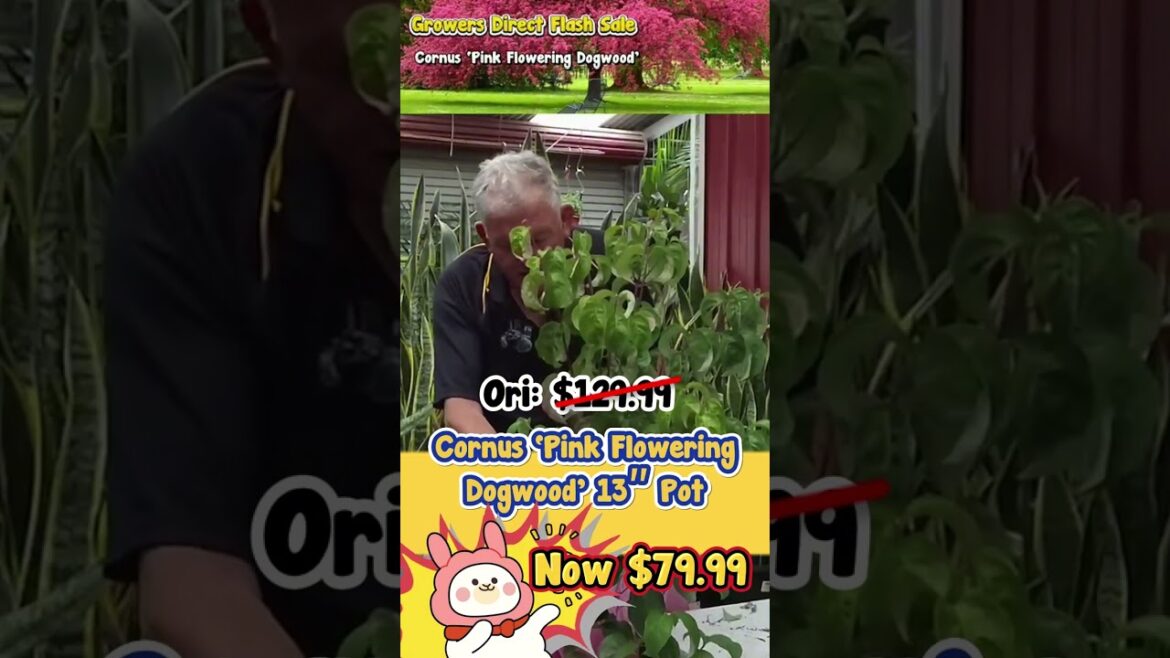 Creating a Japanese or Cottage Style Garden? This is the Cheapest Time To Do It.