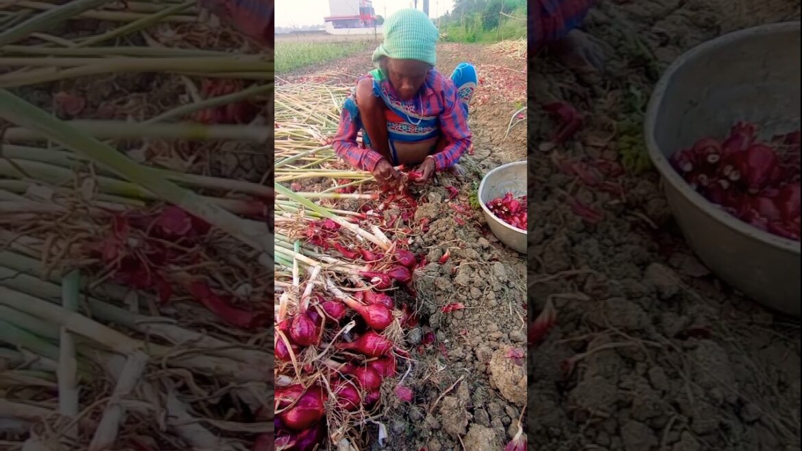 Onion Harvest Begins! Let’s Take Them Home 🧅🚜 #shorts Onion Harvest Begins! Let’s Take Them Home 🧅🚜 #shorts