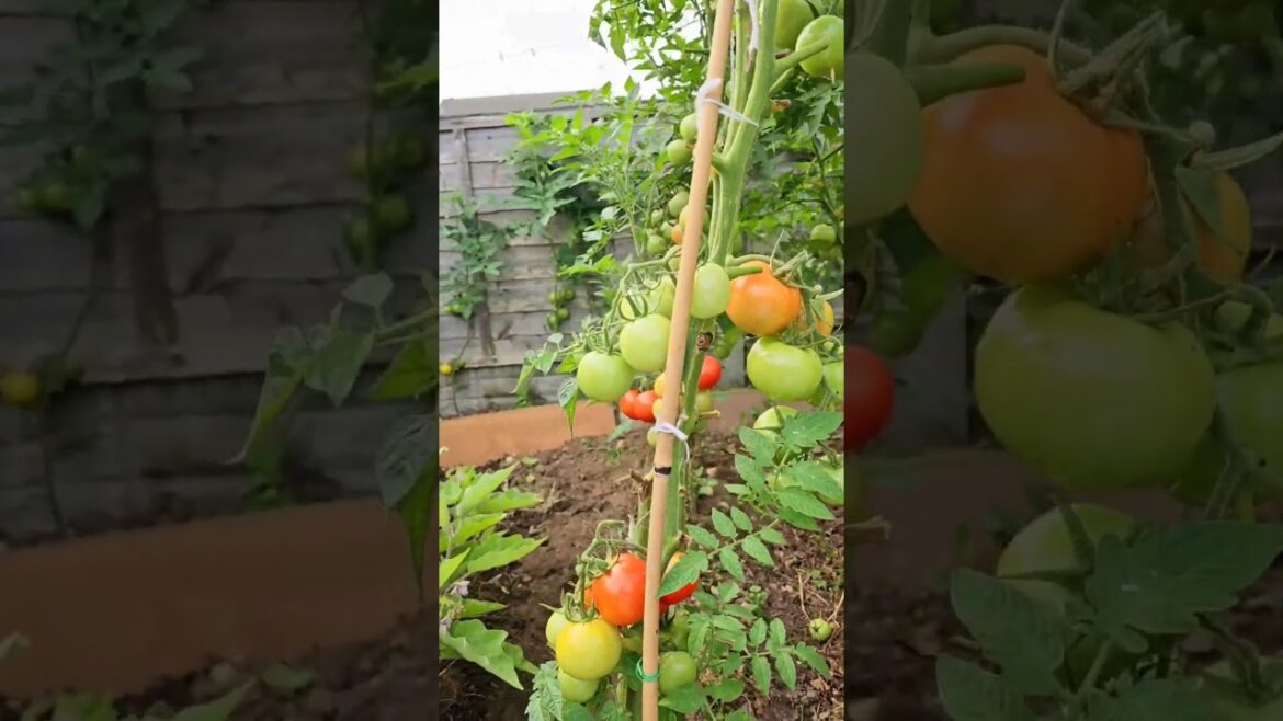 #organic vegetable gardening at home #gardening vegetables uk #vegetablegarden #organickitchengarden