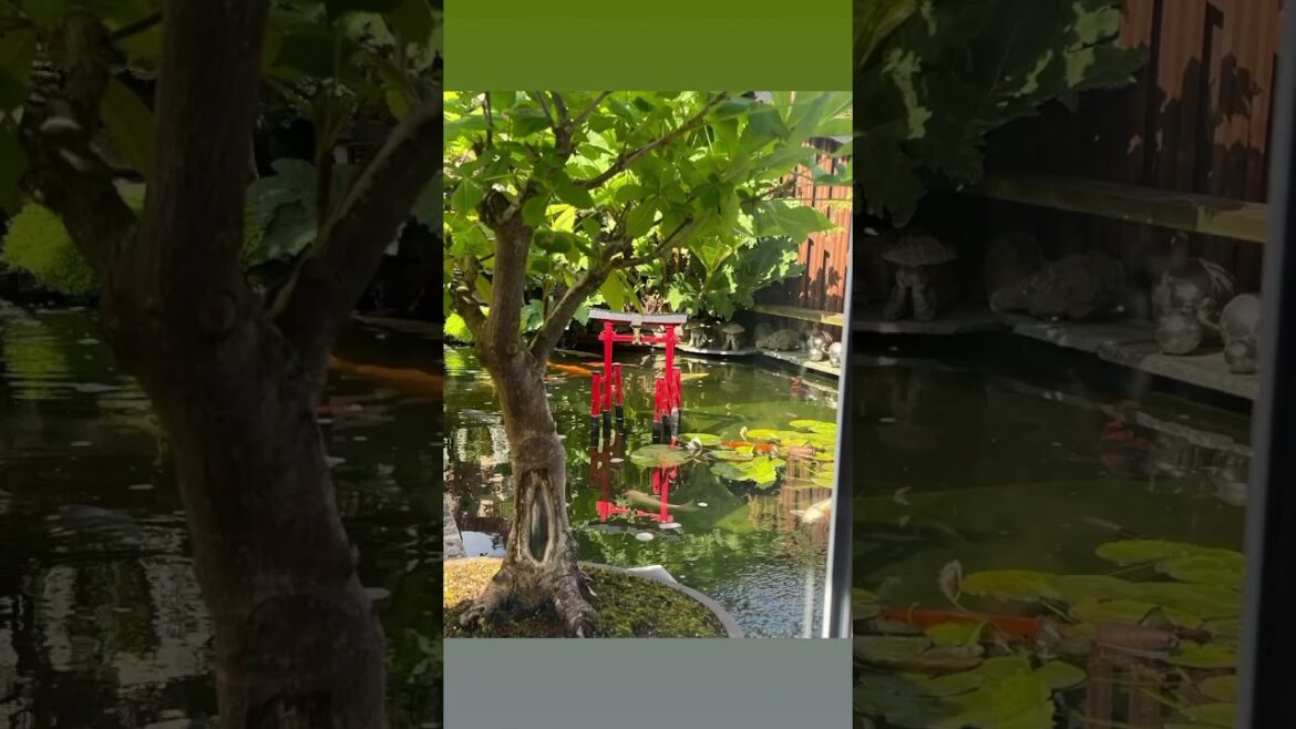 Japanese Garden Bristol 2024!!