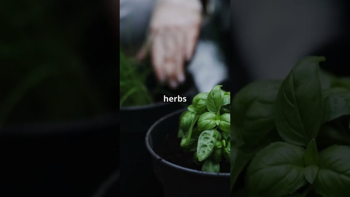 Double Up Tomatoes & Herbs in One Pot 🌿🍅 #ContainerGardening #HerbHack #CompanionPlanting