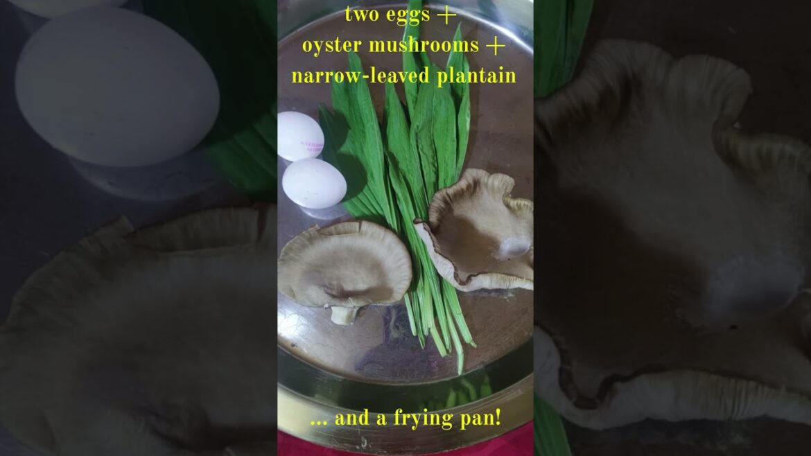 First time trying to grow oyster mushrooms #diy #oyster #mushrooms #offgrid #orchard #gardening First time trying to grow oyster mushrooms #diy #oyster #mushrooms #offgrid #orchard #gardening