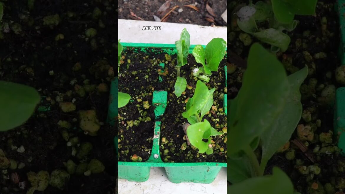 California Gardening: How to Grow Eggplants at Home 🍆 | Seed Starting to Harvest Made Easy! How to Grow Eggplants at Home 🍆 | Seed Starting to Harvest Made Easy!