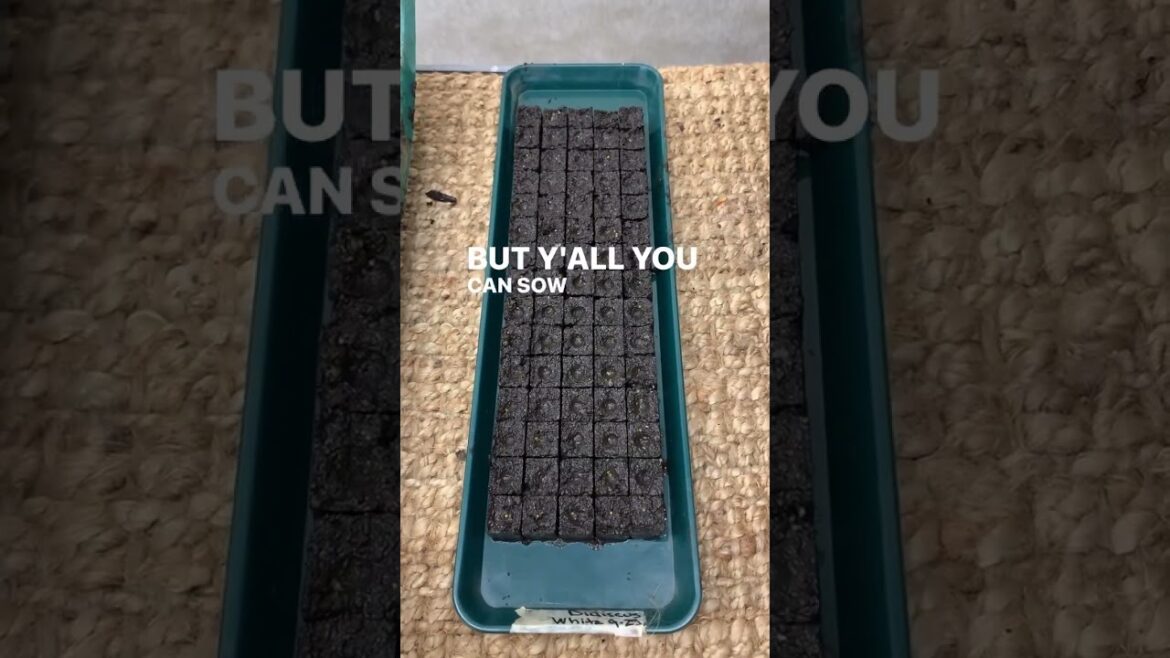 Is it time to streamline your soil blocking? The commercial Swift Blocker Mini 75; 🌸Makes 75 x Is it time to streamline your soil blocking? The commercial Swift Blocker Mini 75; 🌸Makes 75 x