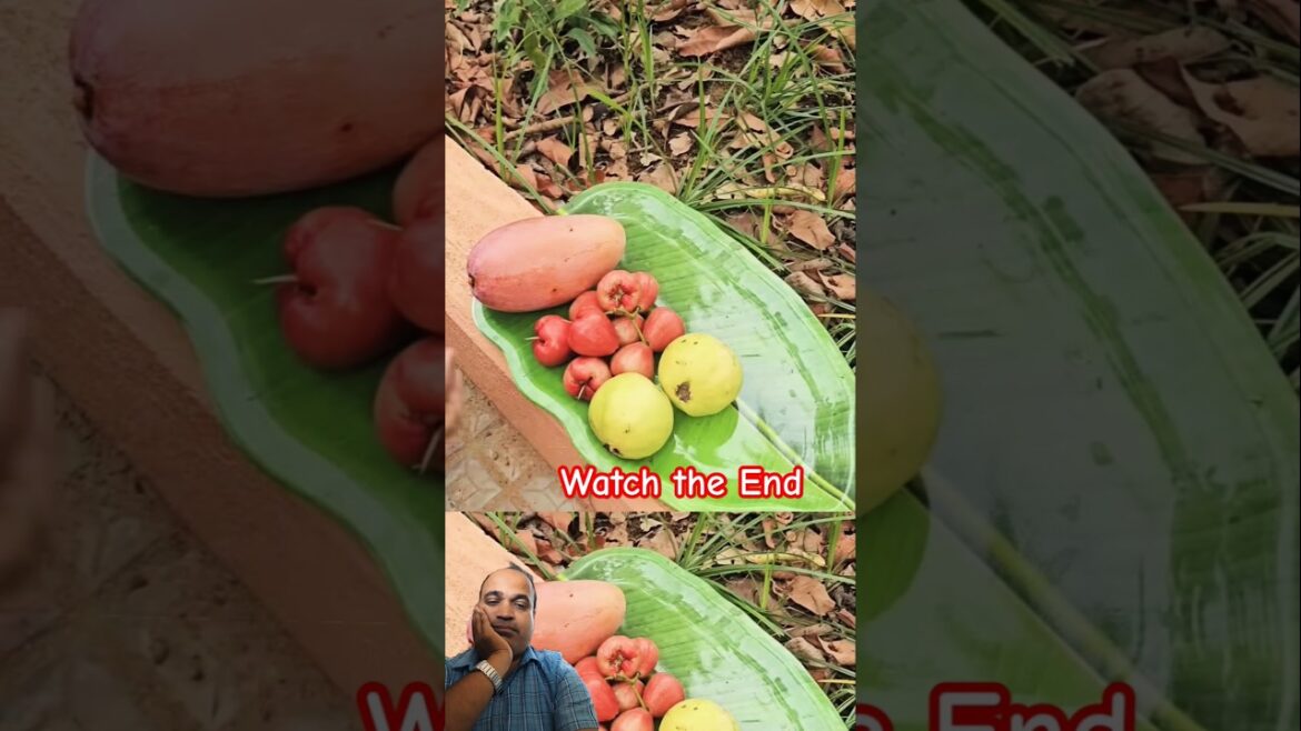 🥭 Yummy Mango and all fruits 🥭 #mango #garden #music #love #hindisong #farming #song