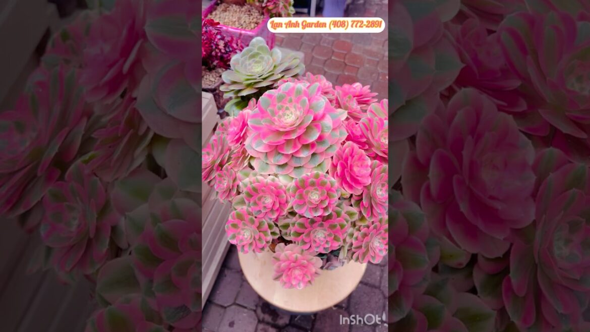 Aeonium Valentines 2 colors #aeonium #succulent #plants #garden #design #ideas