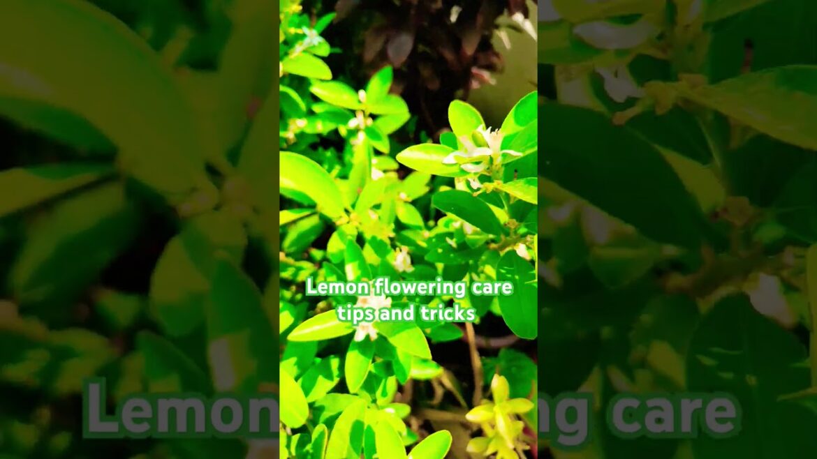 Lemon flowering care tips and tricks l #reel #subscribe #gardening #lemon#viral_shorts #trending