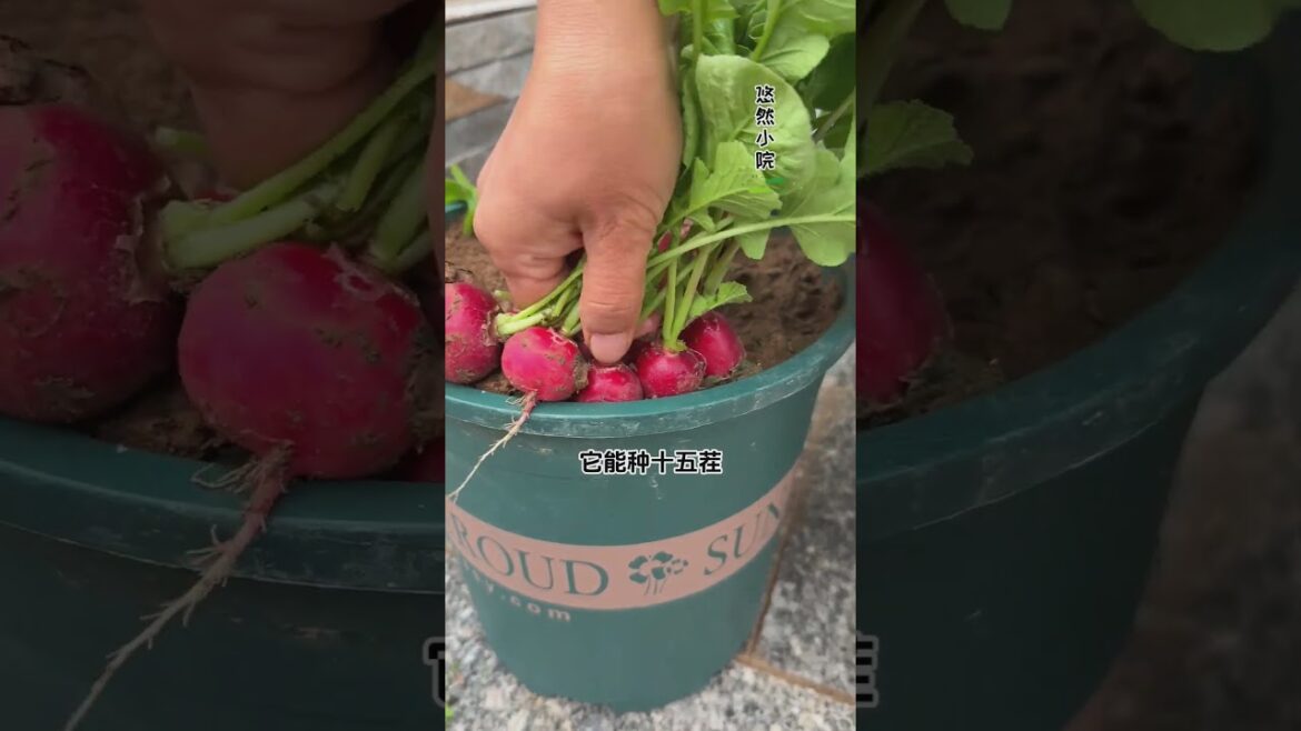 🌿 **"From Seed to Harvest: Full Guide to Growing Your Own Food at Home!"**😉 #garden #shorts #plants