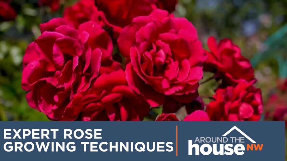 Quick Tip: Expert Rose Growing Tips for a Stunning Summer Garden Quick Tip: Expert Rose Growing Tips for a Stunning Summer Garden