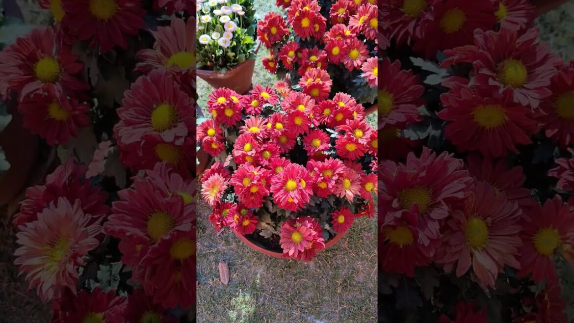 The Science of Flowers: PAU's Floral Innovations