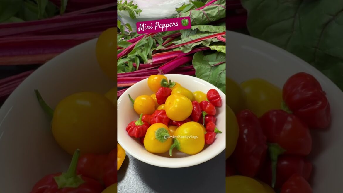 Let’s try Mini Peppers 🫑😱 #shorts #satisfying #fruit #garden  #enjoy