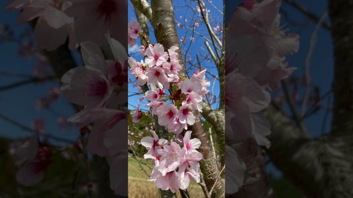 SEASONS - OTOTOISSHONE #japan #shorts #song