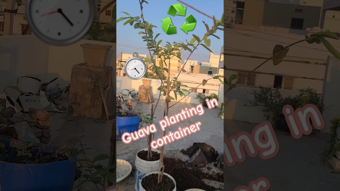 Planting guava in container! terrace gardening #diy #terracegarden #growyourownfood #farming