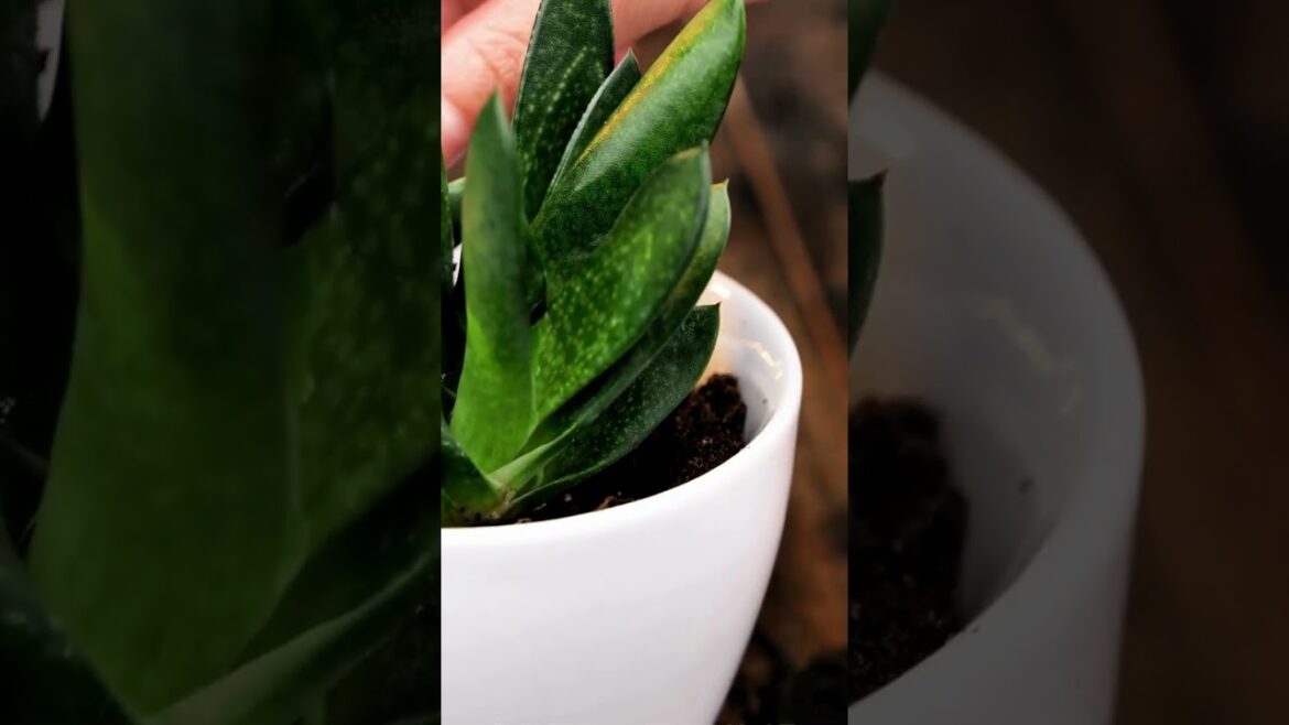 Gardening on a Budget: Tips & Tricks for Beginners