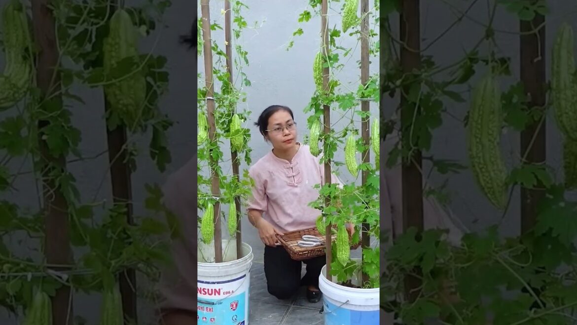 Tips for growing bitter melon at home #garden #gardening #vegetables #happygardening #diygardening