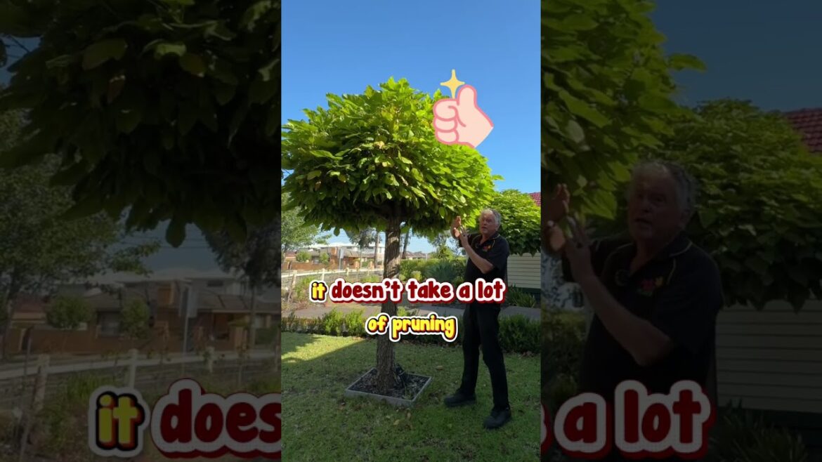 Create Elegance in Your Garden With an Indian Bean Tree.