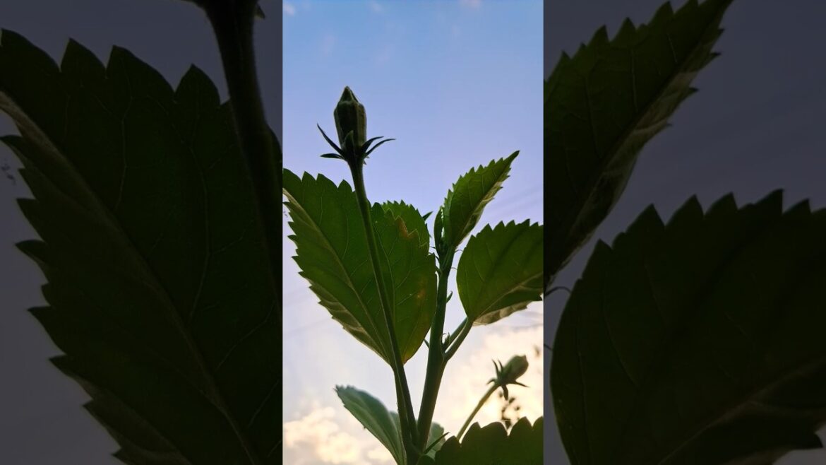 ll how he takes revenge ll #viral #trending #funny #love #viralvideo #shorts ll how he takes revenge ll #viral #trending #funny #love #viralvideo #shorts