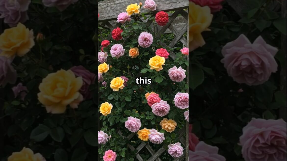 GROW GIANT ROSES Start Right! GROW GIANT ROSES Start Right!