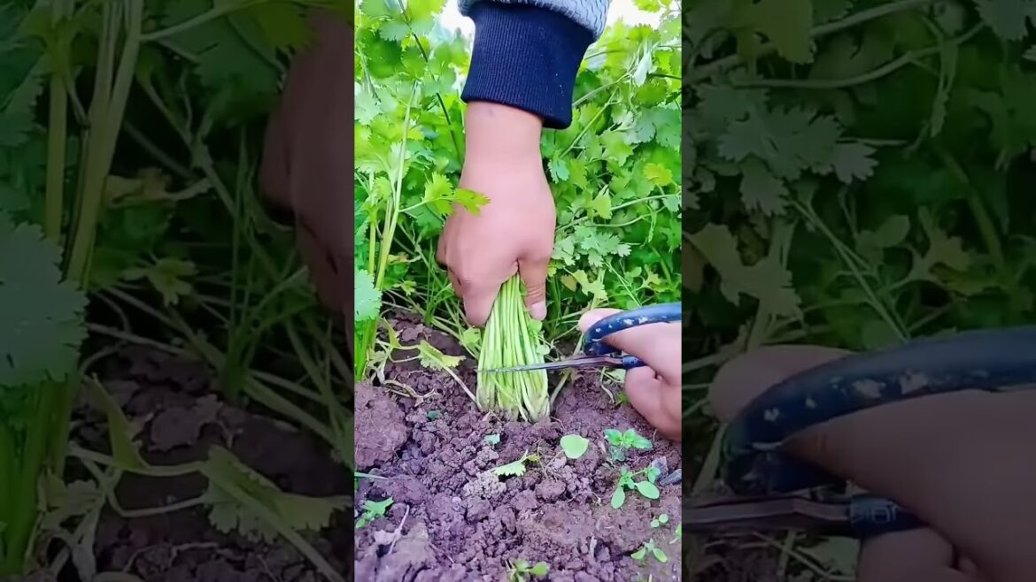 How to Harvest Cilantro the Right Way | Keep Your Plants Growing Longer How to Harvest Cilantro the Right Way | Keep Your Plants Growing Longer
