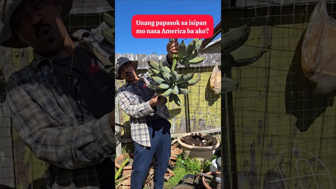 Probinsyanong pinoy sa California #backyard #gardening #california #banana #shorts